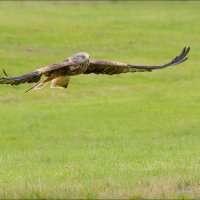 RED KITE by David Goodman