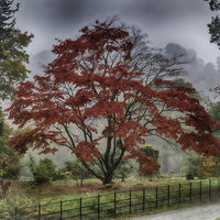 RED MAPLE TREE AT RYDAL by Peter Ward