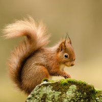 RED SQUIRREL By Wayne Churchill