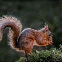 RED SQUIRREL by David Goodman