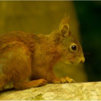RED SQUIRREL by Derrick Tuplin