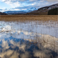 REEDS AND REFLECTIONS by Mark Constable