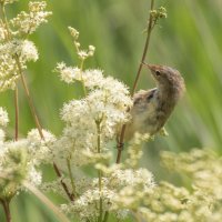 REED WARBLER IN HABITAT by Stanley J Annable