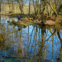 REFLECTIONS by Alan Locke