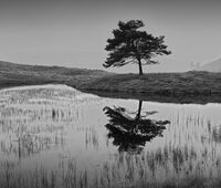 REFLECTION by Malcolm Sargent