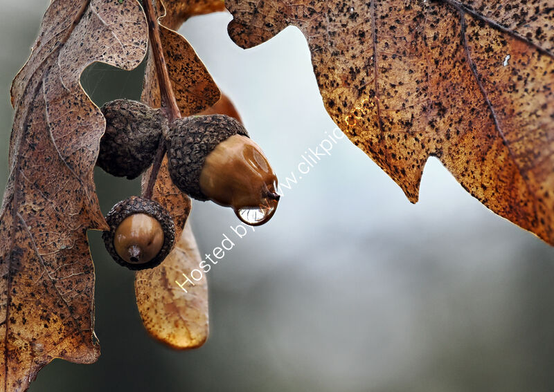 REMNANTS OF AUTUMN by Mark Constable