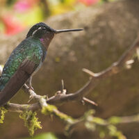 RESTING MAGNIFICENT HUMMING BIRD by Malcolm Neal