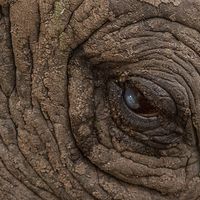 RHINO EYE by Nigel Seale