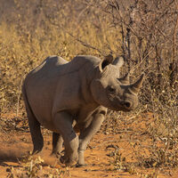 RHINO MOCK CHARGE by Malcolm Neal