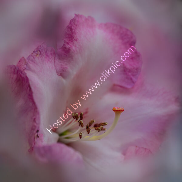 RHODEDENDRON by Chris Jackson