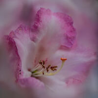 RHODEDENDRON by Chris Jackson