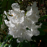 RHODODENDRON by Peter Dishart