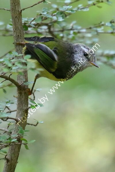 RIFLEMAN by Ian Humphries