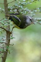 RIFLEMAN by Ian Humphries