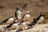 "RIGHT BOYS AND GIRLS, LISTEN UP" by Richard Bower