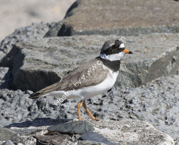 RINGED PLOVER by Malcolm Neal