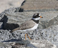 RINGED PLOVER by Malcolm Neal