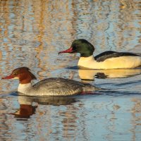 RIPPLED REFLECTIONS by Christine Maughan