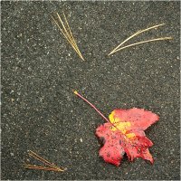 ROADSIDE FIND CANADA by Gill Dishart.