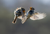 ROBINS FIGHTING by Chris Jackson