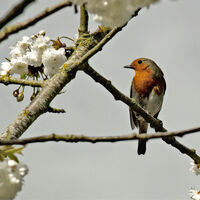 ROBIN by Malcolm Sargent