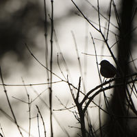 ROBIN by Wayne Churchill