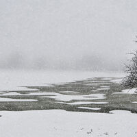 ROOTED IN ICE AND SNOW by Sue Swain