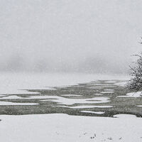 ROOTED IN ICE AND SNOW by Sue Swain