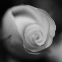 ROSEBUD by Colleen Arnold