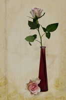 ROSES by Malcolm Sargent