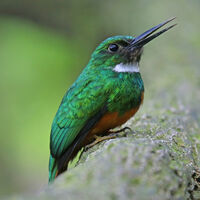 RUFOUS-TAILED JACAMAR