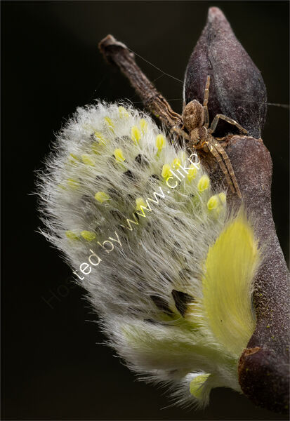 RUNNING CRAB SPIDER ON GOAT WILLOW by Christine Maughan