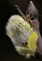 RUNNING CRAB SPIDER ON GOAT WILLOW by Christine Maughan
