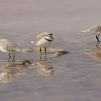 SALT PAN REFLECTIONS by Malcolm Neal