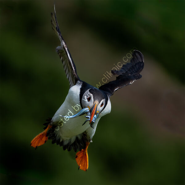 SAND EELS FOR THE PUFFLING by Ray Andrews