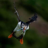 SAND EELS FOR THE PUFFLING by Ray Andrews