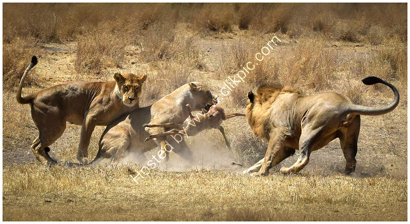 SAVAGE by Chris Greaves