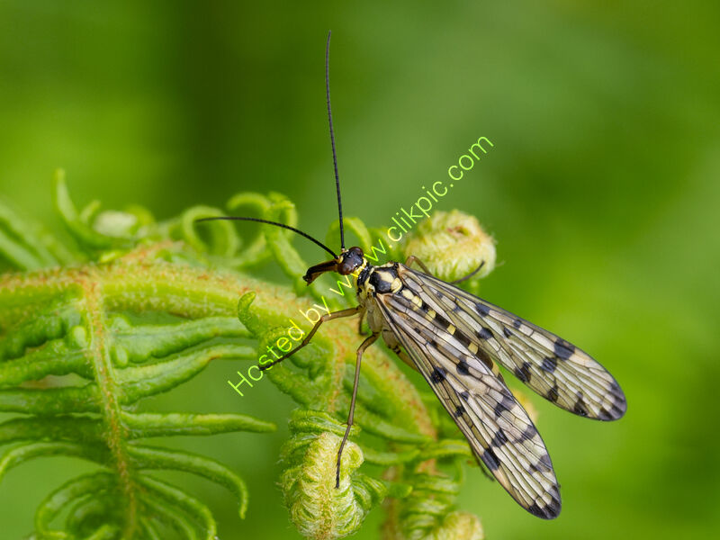 SCORPION FLY by PANORPA COMMUNIS by Chris Jackson