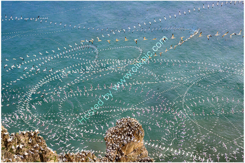 SEABIRD TRAILS by Richard Bower