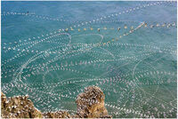 SEABIRD TRAILS by Richard Bower