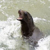 SEA LION by Derrick Tuplin