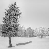 SHADOW BETWEEN TREES ON SNOW by Tony Barker