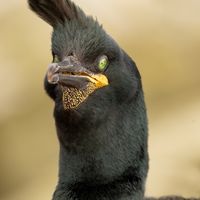 SHAG by Nigel Seale