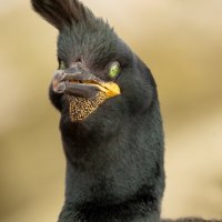 SHAG by Nigel Seale