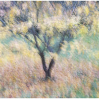 SHEDDING LEAVES by Peter Ward