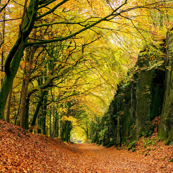 SHEEP PASTURES INCLINE by Michelle Jackson