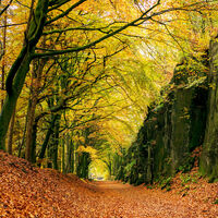 SHEEP PASTURES INCLINE by Michelle Jackson