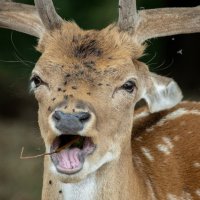 SHOO FLY DON'T BOTHER ME by Nigel Seale