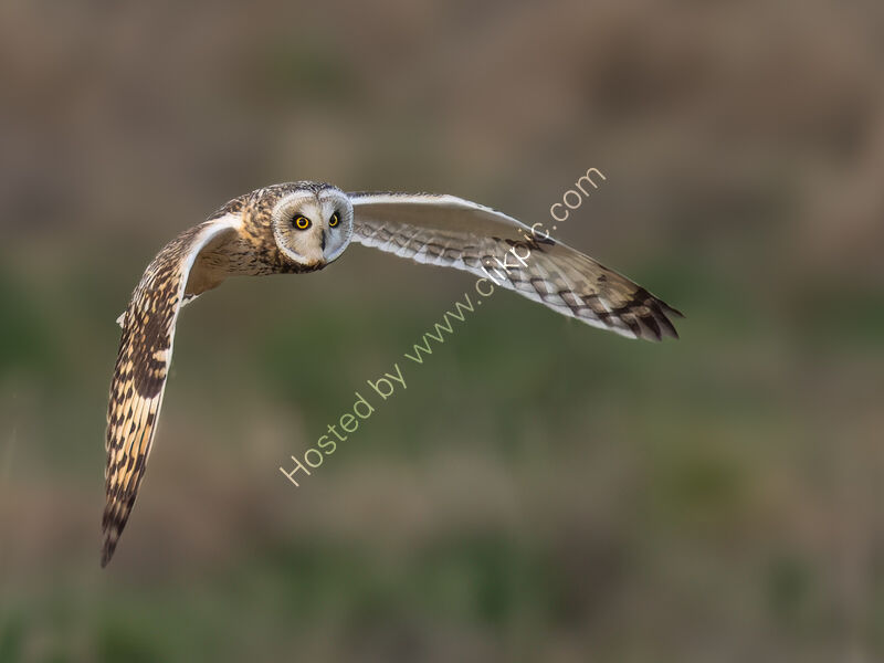 SHORT EARED OWL by Chris Jackson