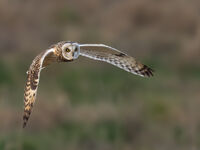SHORT EARED OWL by Chris Jackson